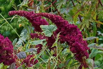 flower, plant, natural, fresh, park, autumn, colors, botany, flo