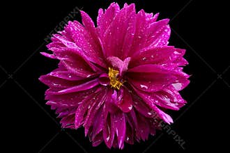 flower, chrysanthemum, cut off, drops, wet, background, black, p