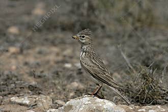 Lesser short-toed lark, Calandrella rufescens