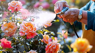 An elderly woman tending roses in a garden