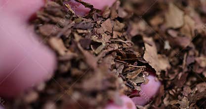 a broken and colored cigar made of high-quality tobacco leaves