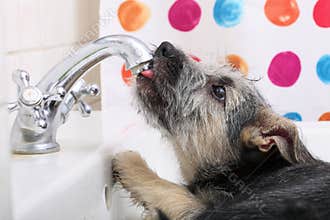 Animals at home dog pet drinking water in bathroom