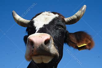 Cow