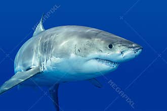 Great white shark