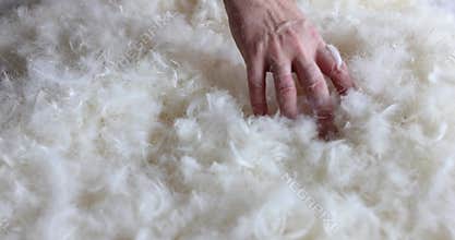 Woman hand sorts through feathers and fluff of pillow before cleaning it