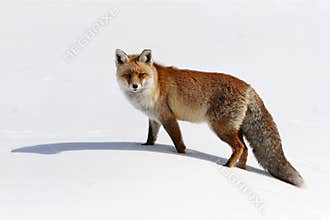 Fox on the snow