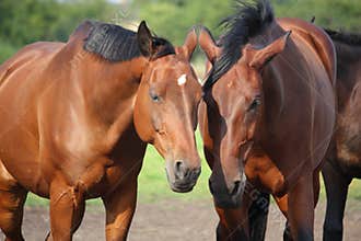 Two brown horses nuzzling each other