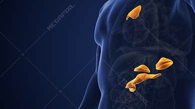 Male muscarinic acetylcholine receptor endocrine system