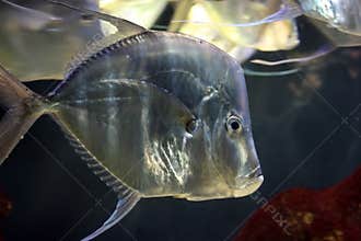 Shiny silvery fish