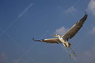 Grey Heron Ardea cinerea