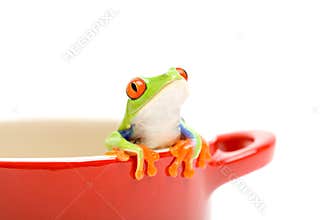 Frog looking out of pot