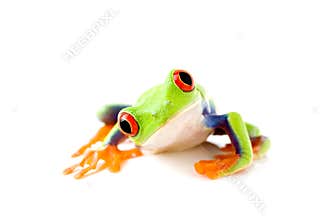 Frog is curious