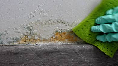 Removing mold on the walls inside the apartment.