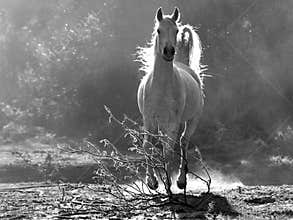Arabian horse