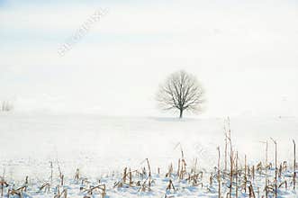Tree alone on top of the hill