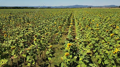 Golden sunflower field ripe for harvest ready for cropping on a sunny summer day