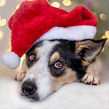 Christmas dog with Santa hat