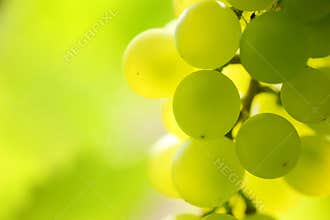 Grapes