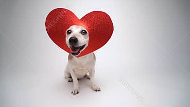 Adorable small dog Jack Russell terrier in red heart shaped decoration on the head looking at camera