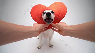 Red heart for pet lover. Hands put on adorable smiling dog head heart shaped decoration