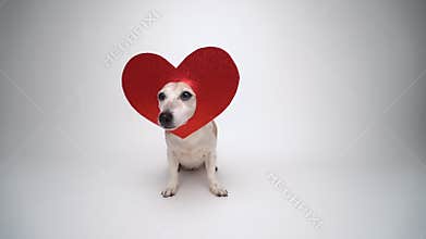 Adorable small dog Jack Russell terrier in red heart shaped decoration on the head looking at camera