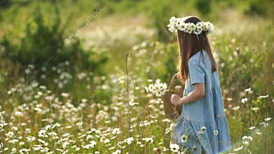 Girl daisy field with daisy wreath in blue dress holds basket full of daisies, perhaps collecting them to add to a