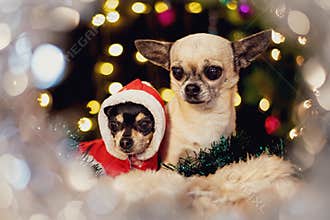 Two Christmas Chihuahuas