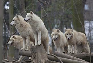 Horde of arctic wolves