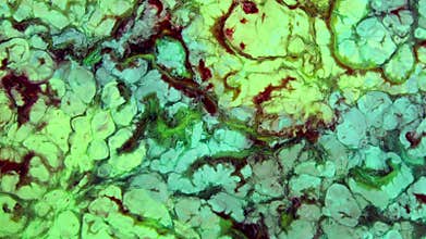 Timeless Abstract Color Paint Pattern Moving Creature Chaos Background