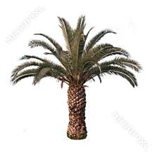 Isolated Palm Tree