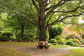 Bench around tree in park at fall