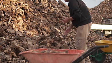 A brunette man collects firewood for a fireplace in a cart on the street