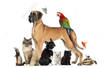 Group of pets - Dog, cat, bird, reptile, rabbit