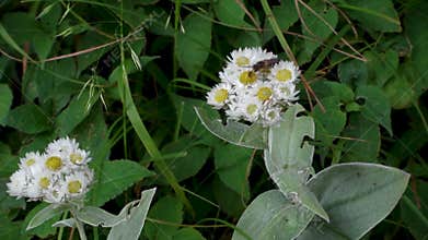 A pair of western pearly everlasting flowers growing in natural surrounding in an Indian forest. Anaphalis Margaritacea