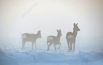 Frosty walk of deer in the fog