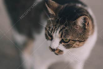 cat on street on day light