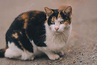 cat on street on day light