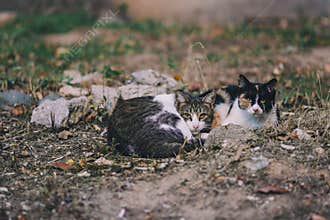 cat on street on day light