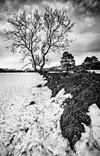 Almond tree in the snow in Sella