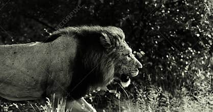 Epic cinematic male lion in Wild Africa on safari, Slow motion. Black and White.