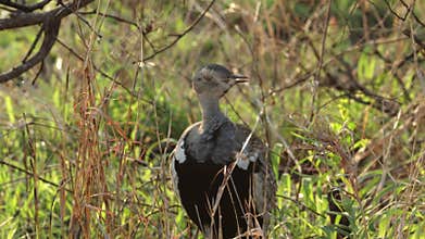 A red crested bustard or korhaan singing a comical song