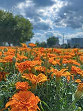 flowers grow in the city on flower beds under a blue sky with clouds