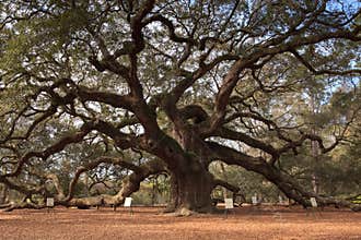 Angel Oak Tree Charleston South Carolina