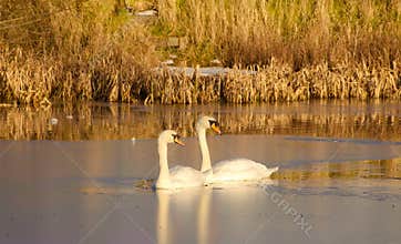 Mute Swans on frozen lake.