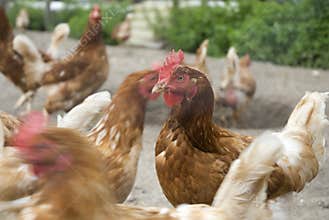 Many chickens on the farm