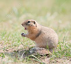 Gopher