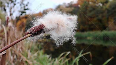 Fluffy fuzzy Cattails close-up on autumn river