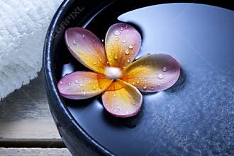 Spa Flower Water Bowl Background