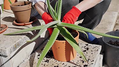 Repotting aloe vera plant