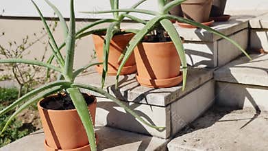 Aloe vera plants repotted into larger clay pots